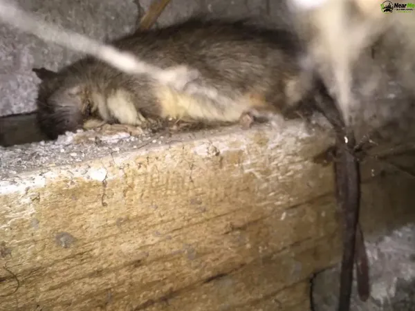 Dead Rat Removal Tallai